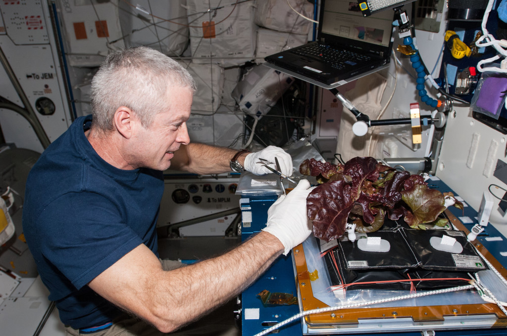ISS-40_Steve_Swanson_harvests_a_crop_of_red_romaine_lettuce_plants